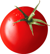 Pomidor