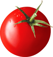 Pomidor